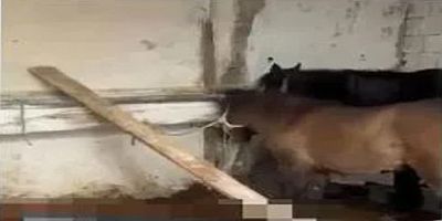 Ataşehir’de At Kesimi İddiası – Depoya Baskın, 2 Gözaltı