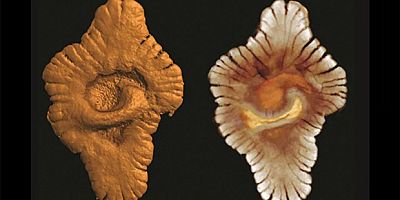 Gabon’da 2,1 Milyar Yıllık Yaşam Kanıtı Bulundu: Dünya'da Yaşam Daha Erken Başlamış Olabilir