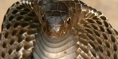 İsviçre’de 1 hafta önce yuvasından firar eden dev kobra, yuva geri döndü